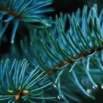 重新种植、再利用、再循环- 3负责任的方法来处置你的圣诞树