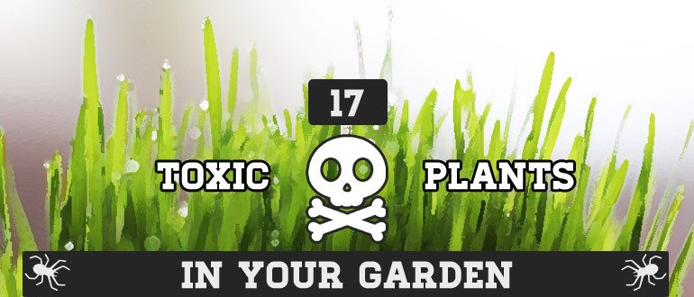 花园里的有毒植物信息图