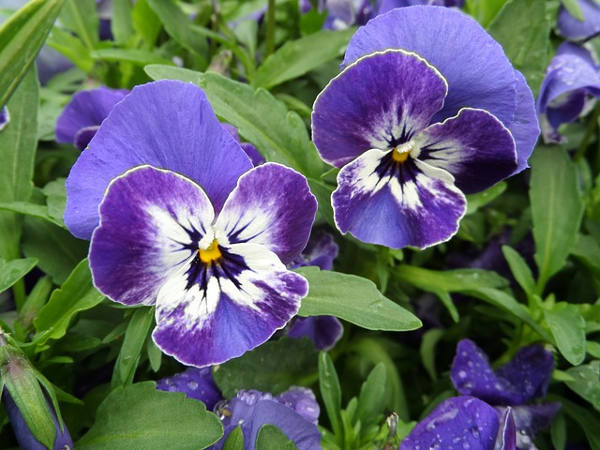 紫百合冬花