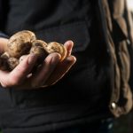 如何在花盆中种植土豆-终极指南