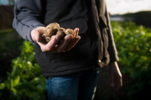 土豆种植小贴士