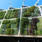 垂直花园——一直在推动植物墙?
