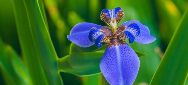 iris-tropical植物