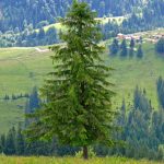 如何种植挪威云杉?