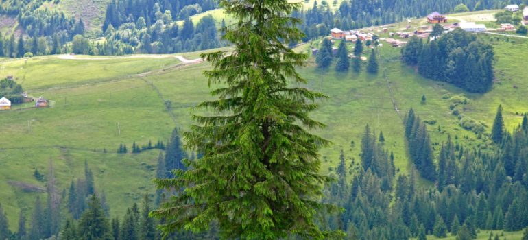美丽森林里的一棵挪威云杉